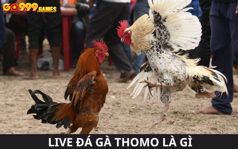 Live đá gà Thomo tại Go99 là gì? 